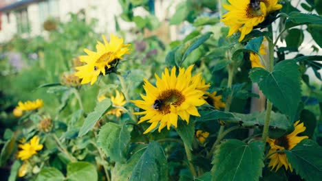 Bees-On-The-Sunflowers-In-The-Garden