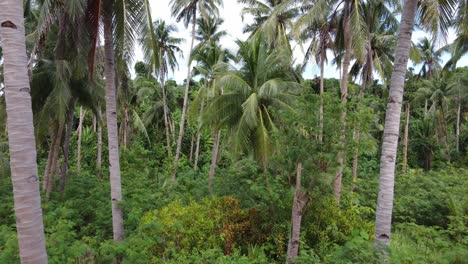 Exuberante-Bosque-De-Palmeras-De-Coco-Y-Vegetación-Tropical-Salvaje