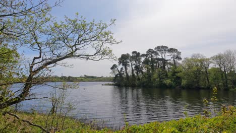 Gentle-waters-lapping-in-a-creel-peaceful-scene-in-spring-Waterford-Ireland