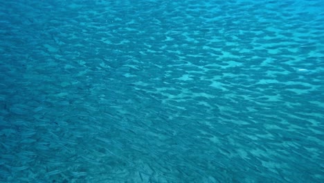 Ein-Großer-Schwarm-Köderfische,-Der-Durch-Die-Tiefen-Des-Ozeans-Schwimmt-–-Unterwasser-Weitwinkelaufnahme