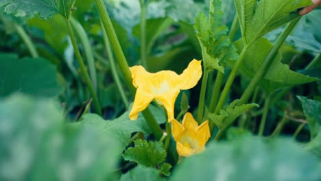 Zucchini-Plant-Green-Leaves-And-Flowers