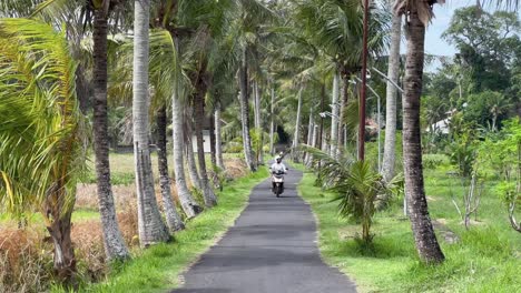 Exploring-Ubud's-Hidden-Trails:-Tourist-Rides-Scooter-Amidst-Coconut-Palms-in-Bali