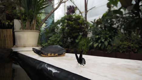 Slow-close-up-of-black-butterfly-dancing-near-small-turtle-in-botanical-garden