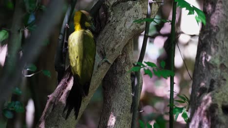 Die-Kamera-Zoomt-Heraus-Und-Zeigt-Einen-Lebensraum,-Während-Dieser-Vogel-Sich-Von-Larven-Eines-Baumes-Ernährt,-Dem-Gelbnacken-Chrysophlegma-Flavinucha,-Thailand