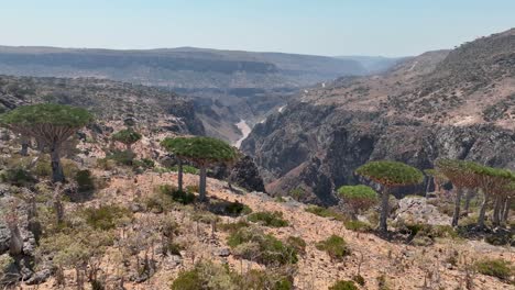 Dragon-Trees-Over-Canyons-Revealed-Diksam-Plateau-In-Socotra-Island,-Yemen