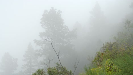 Thick-fog-covering-the-forest-in-the-mountains-with-low-visibility,-handheld-panning-shot