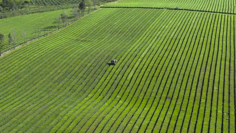 Aerial-view-of-green-fields-with-tea-plantations-and-tractor-in-Misiones,-Argentina