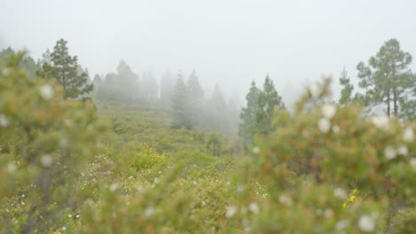 Switching-focus-from-plants-with-white-flowers-in-the-foreground-to-the-pine-trees-covered-in-fog-in-the-background,-static-handheld