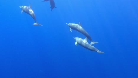Small-group-of-spinner-dolphins,-back-shot,-Mazunte,-Oaxaca,-Mexico,-slow-motion