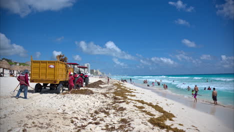 Panning-of-a-group-of-volunteers-government-employees-cleaning-up-the-sargasso-accumulated-at-a-beach-in-Cancun-Mexico-while-people-are-bathing-at-the-ocean