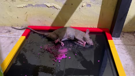 Close-up-of-mouse-in-glue-trap-in-the-kitchen