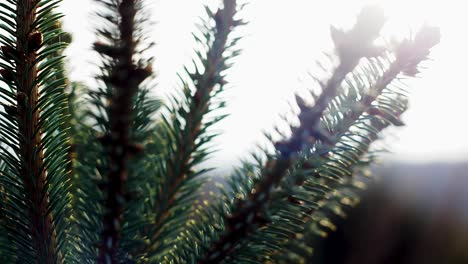 Radiant-Close-up-Shot:-Sunlight-Gently-Bathing-the-Tip-of-a-Majestic-Fir-Tree