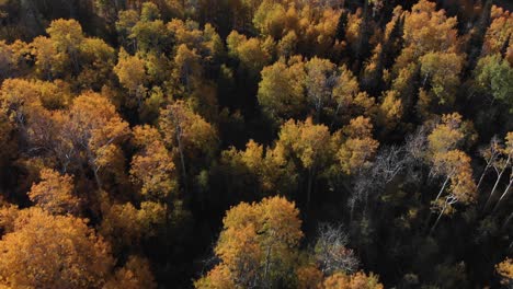 Slow-aerial-top-down-and-tilt-above-golden-trees-during-fall-Park-City,-Utah-USA
