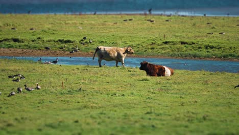 Cows-graze-on-the-lush-meadow-on-the-Danish-coast