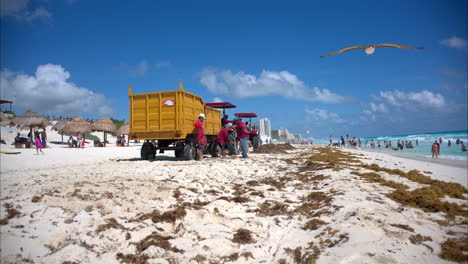 Tilt-up-shot-of-a-group-of-volunteers-government-employees-cleaning-up-the-sargasso-accumulated-at-a-beach-in-Cancun-Mexico-with-tourist-bathing-in-the-sea