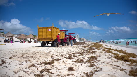 Imagen-Inclinada-De-Un-Grupo-De-Voluntarios,-Empleados-Del-Gobierno-Limpiando-El-Sargazo-Acumulado-En-Una-Playa-De-Cancún,-México,-Con-Turistas-Bañándose-En-El-Mar.