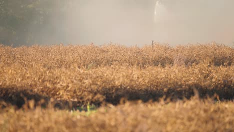 A-field-of-ripe-golden-soy-in-rural-Denmark