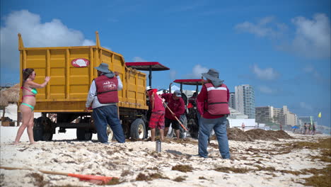 Eine-Gruppe-Freiwilliger-Mitarbeiter-Säubert-Den-Sargasso-Vom-Strand-Mit-Gabeln-Und-Einem-Gelben-Muldenkipper-An-Einem-Strand-In-Cancun,-Mexiko
