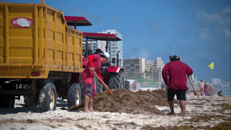 Dos-Voluntarios-Limpiando-Arrojando-Sargazo-En-Un-Camión-Amarillo-Usando-Horquillas-En-Una-Playa-De-Cancún,-México,-En-Un-Día-Soleado
