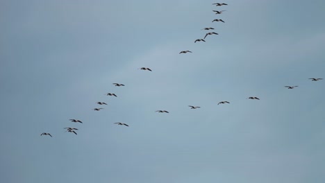 Ein-Schwarm-Zugvögel-Fliegt-In-Der-Keilformation-Am-Grau-Bewölkten-Himmel
