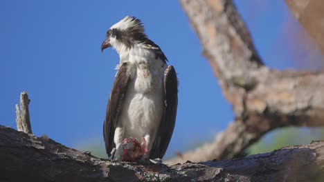 Fischadler-Schaut-In-Die-Ferne,-Der-Wind-Zerzaust-Seine-Federn-Und-Tote-Fische-Fressen-Auf-Einem-Ast