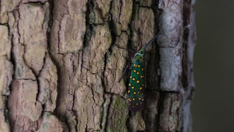 Resting-then-suddenly-moves-to-adjust-its-body-and-move-up-a-little-while-on-a-rough-bark-of-a-tree,-Saiva-gemmata-Lantern-Bug,-Thailand