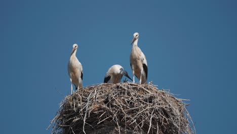 A-stork-family-with-a-young-chick-in-the-nest-against-the-blue-cloudless-sky-in-the-famous-stork-village-of-Ruhstadt
