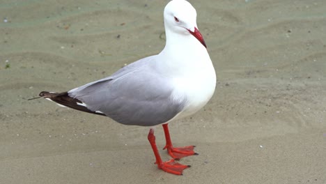 Close-up-shot-of-an-Australian-silver-gull,-chroicocephalus-novaehollandiae-perched-on-the-sandy-beach-shore,-preening-and-grooming-its-feathers-against-rippling-water