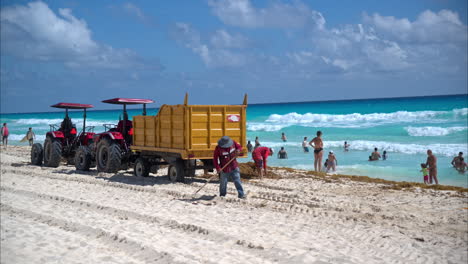 Panning-of-a-group-of-volunteers-government-employees-cleaning-up-the-sargasso-accumulated-at-a-beach-in-Cancun-Mexico-with-tourist-bathing-in-the-sea