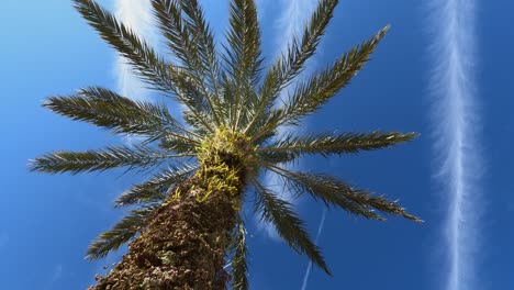 Palm-tree-with-detailed-trunk-against-a-vibrant-blue-sky