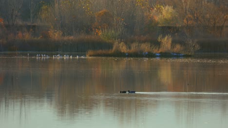 Ducks-and-Geese-in-Beautiful-Ponds-in-Colorado-During-Fall-Season
