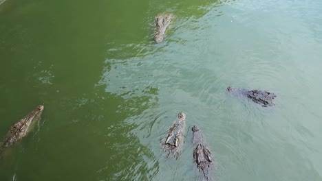 Crocodile-float-lurk-in-murky-river-with-head-emerge-above-water-surface