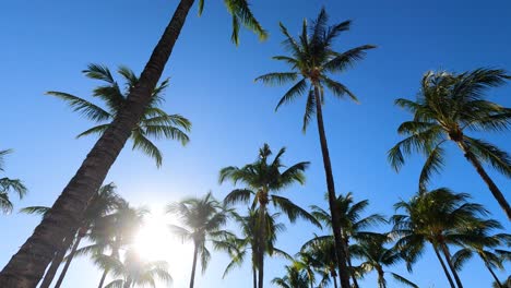 Tall-palm-trees-silhouette,-sun-peeking,-clear-blue-sky
