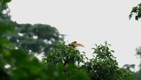 Seen-on-top-of-the-tree-then-shows-its-head-as-it-flies-to-the-right,-Great-Hornbill-Buceros-bicornis,-Thailand