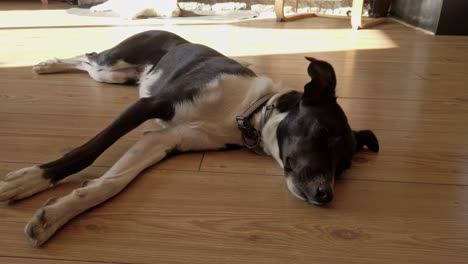 black-and-white-dog-napping-on-the-floor,-travelling