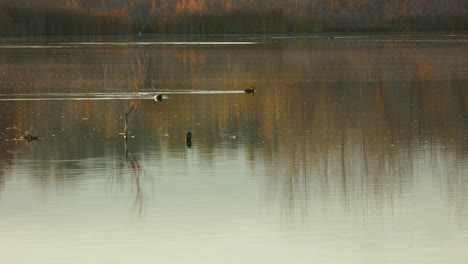 American-Wigeons-swim-across-the-glossy-Walden-Ponds-at-sunset,-Colorado-Wildlife,-Birds-Swimming-Across-Ponds