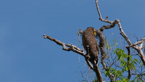 Seen-looking-behind-its-shoulder-deep-down-below-for-something,-Crested-Serpent-Eagle-Spilornis-cheela,-Thailand