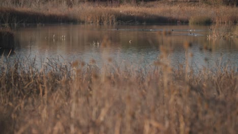 Ring-necked-ducks-and-Canada-Geese-at-Walden-Ponds-in-Boulder,-Colorado,-Wildlife-of-Boulder-Colorado