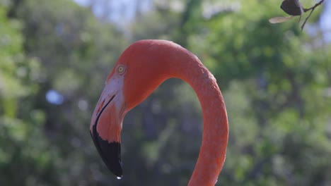 Flamingo-Seitenprofil,-Mittlere-Aufnahme-Mit-Laub-Dahinter