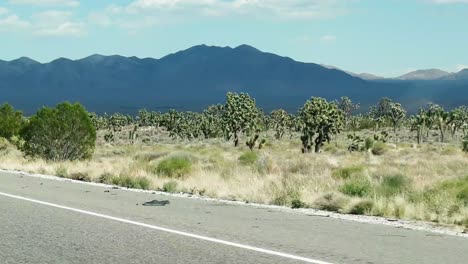 On-the-road-to-Las-Vegas-with-Joshua-trees-by-the-road