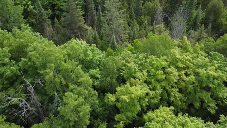 Luftaufnahme-Der-Wunderschönen-Waldwildnis-In-Kanada