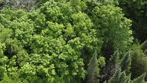 Top-Down-View-Of-Trees-In-A-Green-Forest