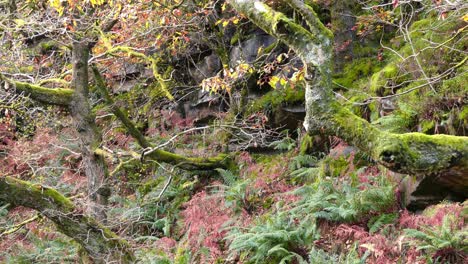 Ein-Friedlicher,-Entspannender-Herbst--Und-Winterwald-Mit-Einem-Langsam-Am-Flussufer-Fließenden-Bach,-Goldenen-Eichen-Und-Fallenden-Bronzenen-Blättern