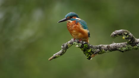 Kingfisher-bobs-and-flies-in-slow-motion-off-mossy-branch-in-forest