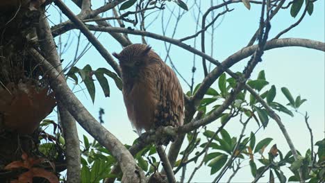 Looking-down-for-something-then-looks-to-the-right-to-investigate-a-movement,-Buffy-Fish-Owl-Ketupa-ketupu-Fledgling,-Thailand