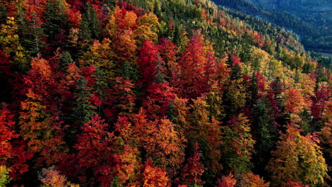 Red-Deciduous-Trees-During-Fall-Season-At-The-Forest-In-Lake-Toplitz,-Austria