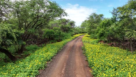 FPV-of-a-dirt-road-lined-with-pretty-flowers-and-green-mesquite-trees