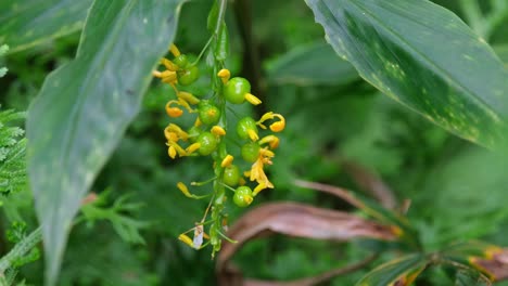 Wilde-Gelbe-Blumen-Mit-Zwiebeln,-Die-Sich-Mit-Etwas-Wind-Tief-Im-Wald-In-Thailand-Bewegen