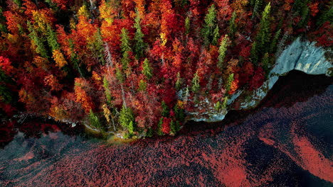 Aerial-tilt-shot-of-red-foliage-leaves-in-water,-front-of-incredible-autumn-colors