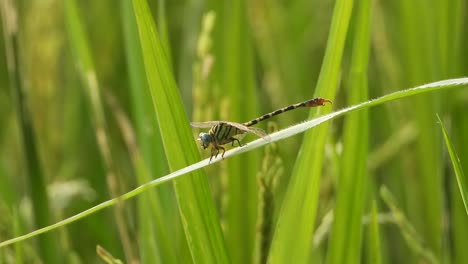 Dragonfly-in-rice-grass---relaxing-